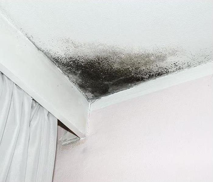 The corner of a ceiling near a window which has a fair amount of black mold spreading further onto the ceiling.