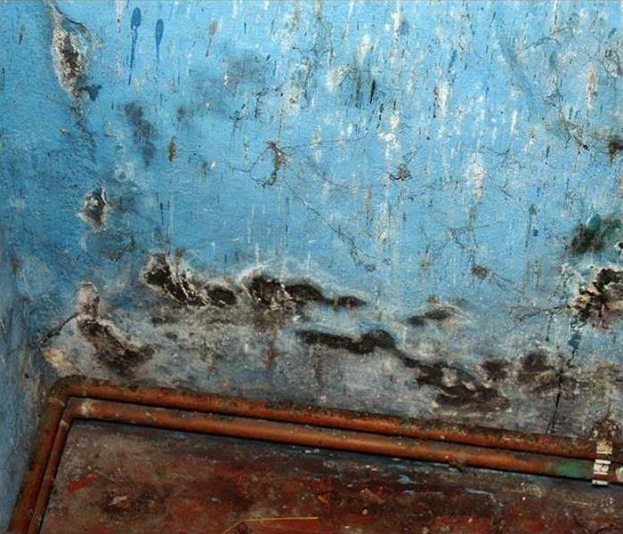 A blue wall with mold heavily eating away at the pain. Pipes running along the floor also.