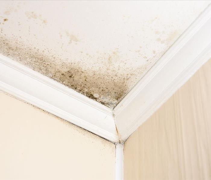 Looks Like A Steal! Image of moldy ceiling.