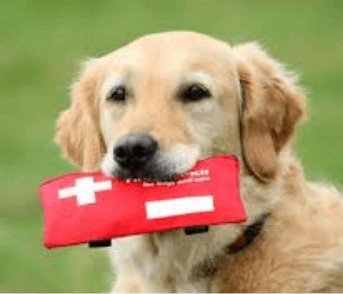 A golden retriever holds a first aid kit in its mouth