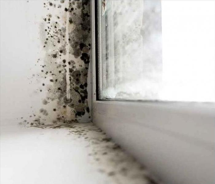 Mold colonies grow on a windowsill